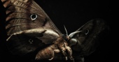 260329-insekten-stillhq-08-1030x543.jpg