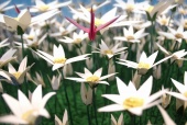 03 Tsuru.jpg
